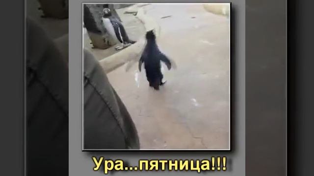 Пятница))