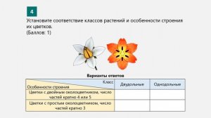 Биология 8 класс. Лаб. работа №4. Исследование признаков классов однодольных и двудольных растений