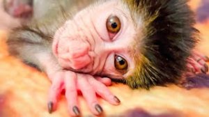 Люся-обезьянка с ЧЕЛОВЕЧЕСКИМИ  ГЛАЗАМИ!