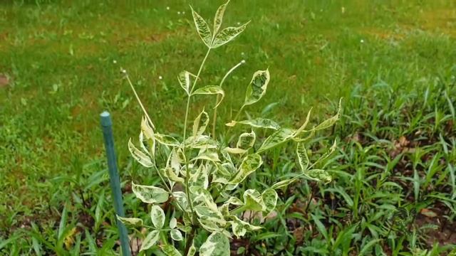 Fraxinus pennsylvanica 'Albovariegata' jasan pensylvánský смотреть онлайн