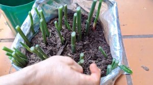 Como Plantar Gengibre no Vaso com Saco Plastico  - Quando Plantar e Colher o Gengibre