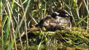 Малая поганка - гнездовая жизнь. Little grebe is a nesting life.