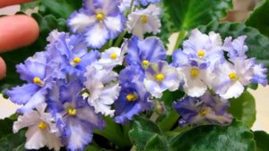 Optimara ever Praise Оптимара Евер Прайс  Фиалка  Стандарт