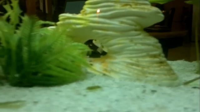 Рыбка с какашкой ) смотреть онлайн