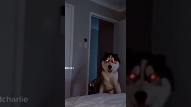 Кто тоже боится smile dog?? смотреть онлайн