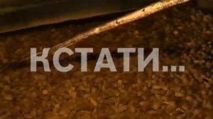 Сезон сбора шишек стартовал в нижегородских лесах