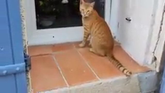 Я вернулась на круги своя! Муж-молодец,мой сад жив! Кот Берлиоз,что делать? смотреть онлайн