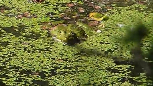 Квакает лягушка смотреть онлайн