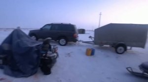 охота на волков.волки РАЗОРВАЛИ маленького теленка! Wolfsjagd