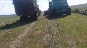 Заготовка силоса.День 1