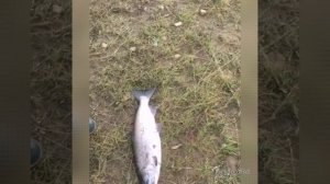 Кижуч. Река Танон, Магаданская область. 28.08.2021