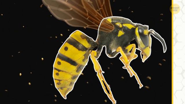 How and Why Bees Make Honey (and Other Bee Facts You Wondered) смотреть онлайн