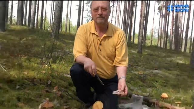 Природа Финляндии. Колпак кольчатый смотреть онлайн