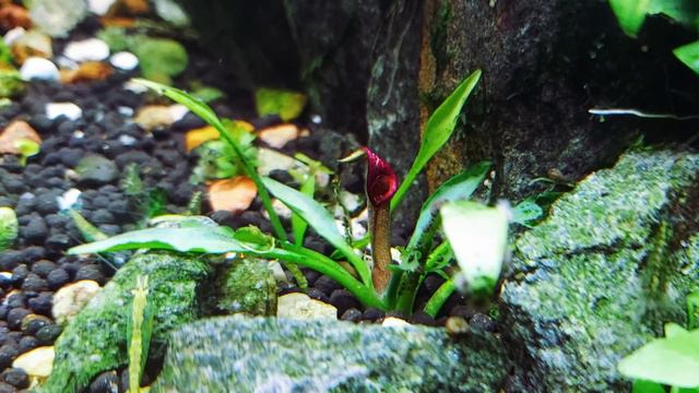 Делюсь красотой смотреть онлайн