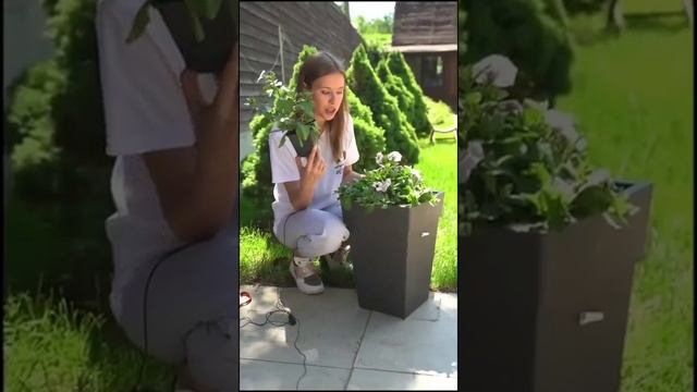 Почему петунию нужно стричь смотреть онлайн