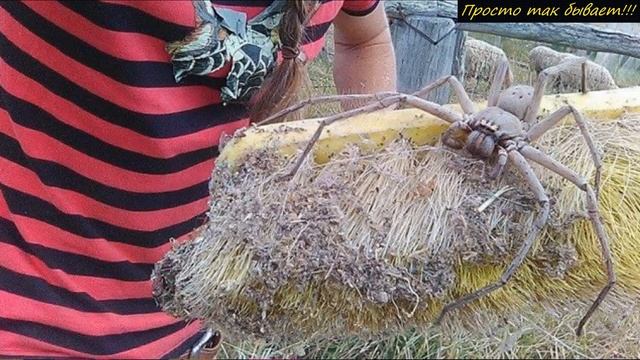 Проверил запись с камеры чтобы узнать КТО ночью позвонил в дверь и оторопел! Хорошо он её не открыл смотреть онлайн