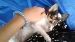 Чихуа Хуа 11 месяцев кусается