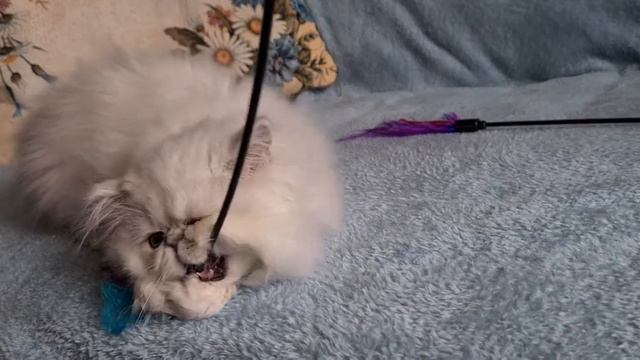 Евстина подросла, красотке 3 месяца смотреть онлайн