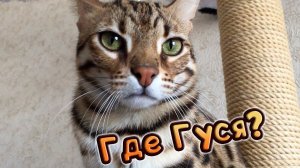 ГДЕ БЕНГАЛЬСКИЙ КОТ ГУСЯ?