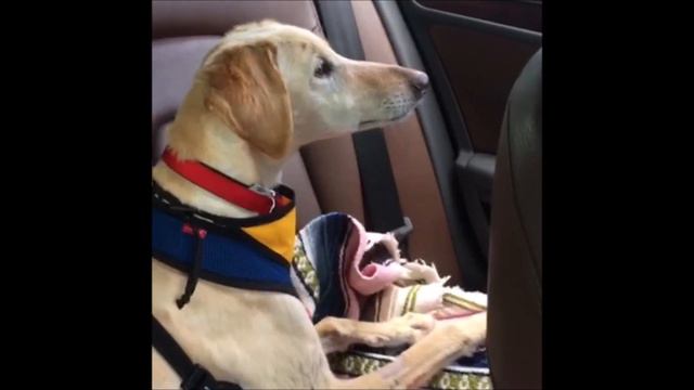 Luna, a female Saluki at Muttville смотреть онлайн