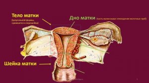 Строение и топографическая анатомия матки