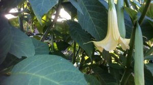 Brugmansia