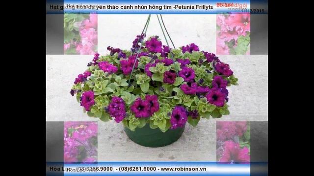 Giống dạ yên thảo cánh nhún màu tím hồng смотреть онлайн