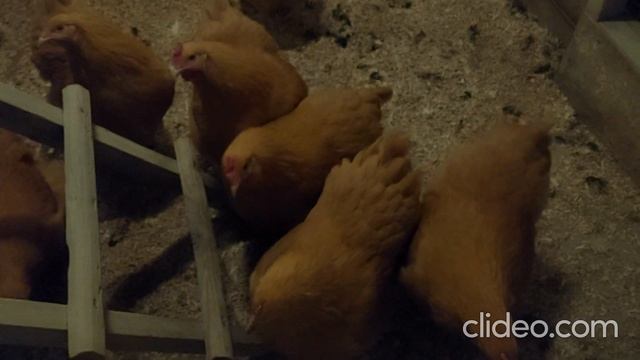 Орпингтон палевый Генофонд Сергиев Посад декабрь 2020 смотреть онлайн