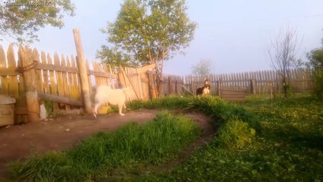 Таёжные охотничьи собаки Пермского края