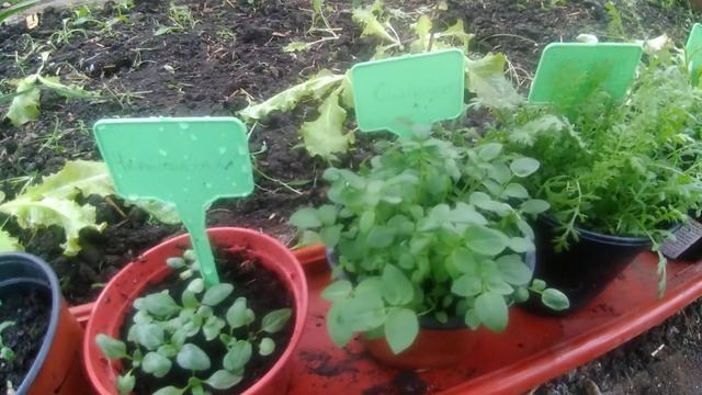 Рассада многолетних цветов готова к высаживанию на рассадочную грядку. смотреть онлайн