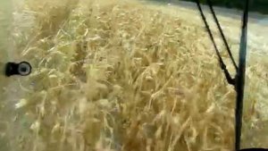 Уборка комбайном семенной кукурузы в початках