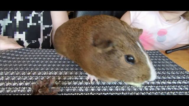 Знакомство с наше морской свинкой. Немного о Cavia porcellus.
