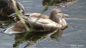 Юные кряквы с необычной окраской