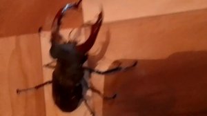 жук олень в гости залетел.