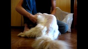 Как стричь кота персидской породы? Простой способ. Дрессировка Андрея Соловьянова.