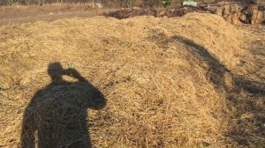 Разведение красного калифорнийского червя буртовым способом на улице.