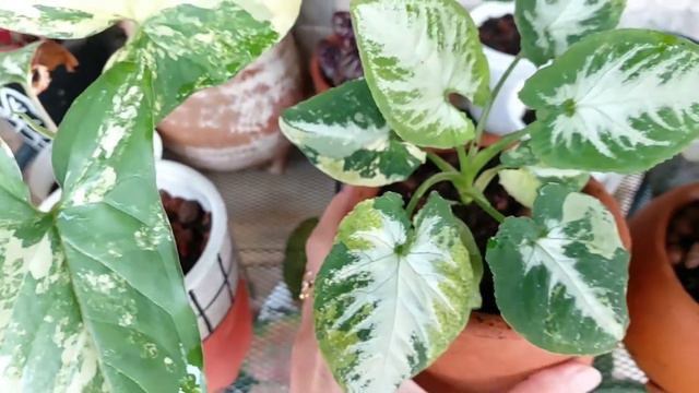 Syngonium Scrambled Eggs, Harganya Mencapai Puluhan Juta Rupiah смотреть онлайн