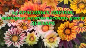 25 КРАСИВЫХ ЦВЕТОВ, которые можно посеять уже в ДЕКАБРЕ