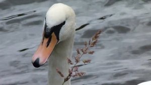 swans with cygnets