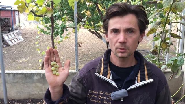 Естественное и искусственное опыление винограда