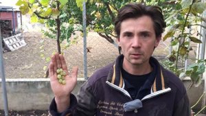Естественное и искусственное опыление винограда