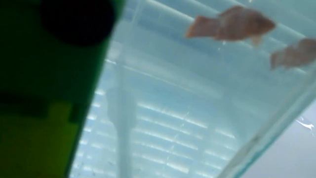 ПОМОГИТЕ!!! У моей рыбки меченосца появилась какое-то белое пятно. смотреть онлайн