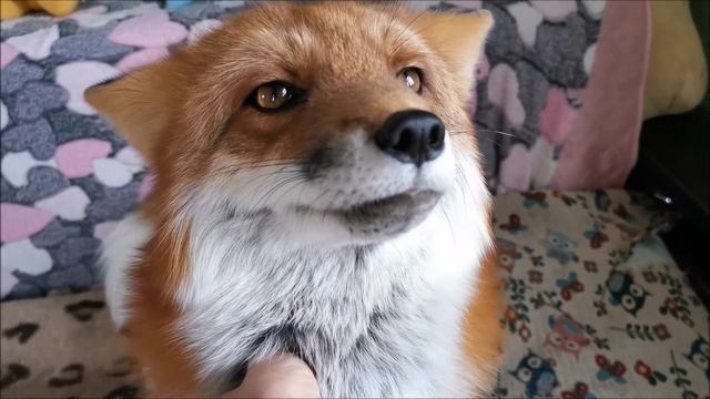 Лиса ручная домашняя