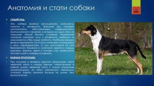 КОРОТКОШЕРСТНЫЙ КОЛЛИ | 296 | Collie Smooth #кинология #колли
