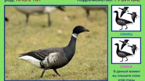 Казарка. Голоса птиц