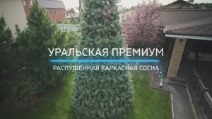 Распушенная каркасная сосна "УРАЛЬСКАЯ ПРЕМИУМ"