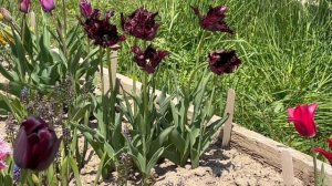 The Parrot Tulip, Black Parrot - Bulbs for Fall Planting