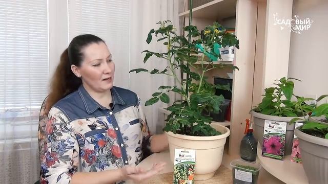 Январский огород на подоконнике в квартире. Домашний редис, томат, огурец и перец