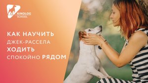 Как научить джек-рассела ходить спокойно рядом?