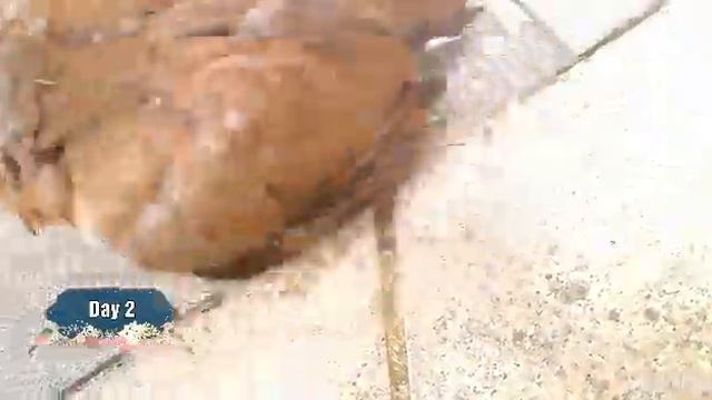 Bird Rescue | Sparrow Bird can't fly смотреть онлайн